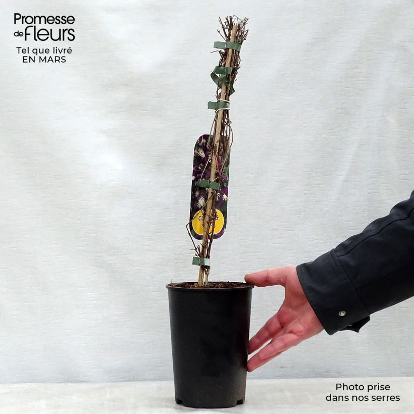 Clematis flammula Aromatica - Clematide fiammola Vaso da 2L/3L esemplare consegnato in primavera