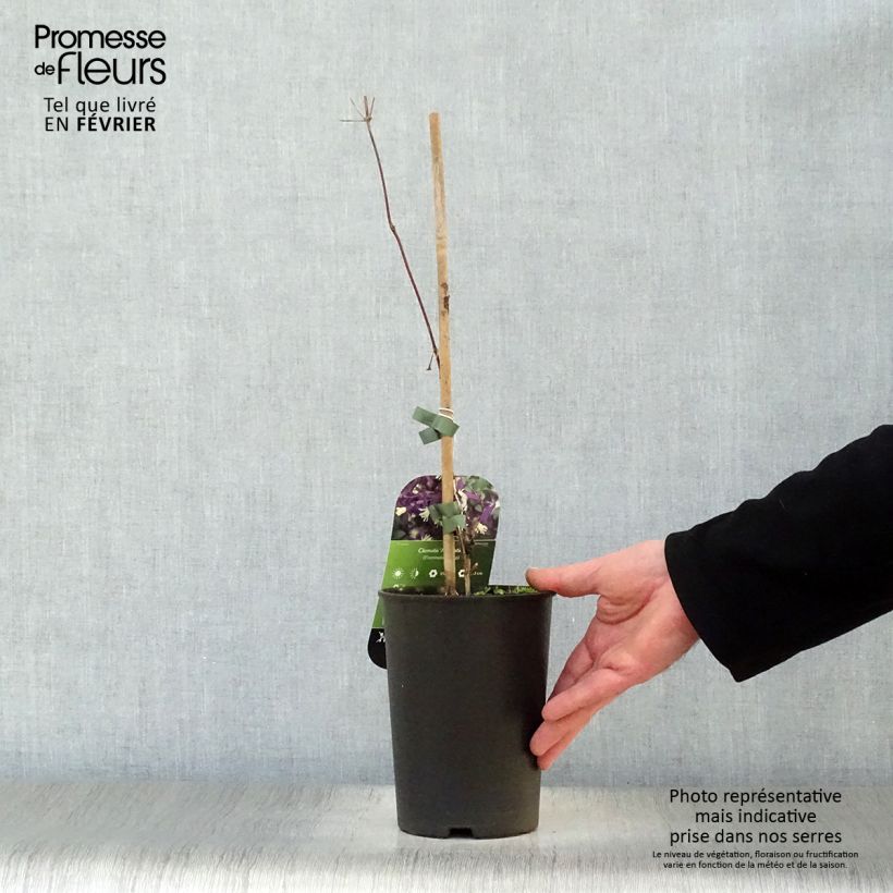 Clematis flammula Aromatica - Clematide fiammola Vaso da 2L/3L esemplare consegnato in inverno