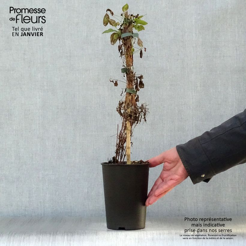 Clematis Sweet Summer Love - Clematide Vaso da 2L/3L esemplare consegnato in inverno