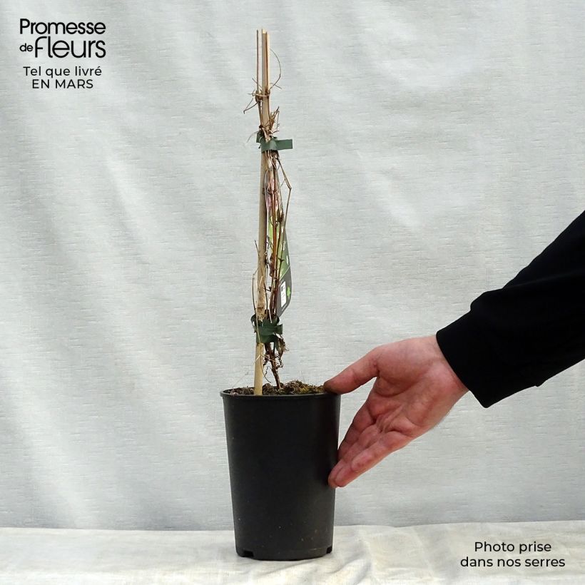 Clematis Rubromarginata - Clematide Vaso da 2L/3L esemplare consegnato in primavera