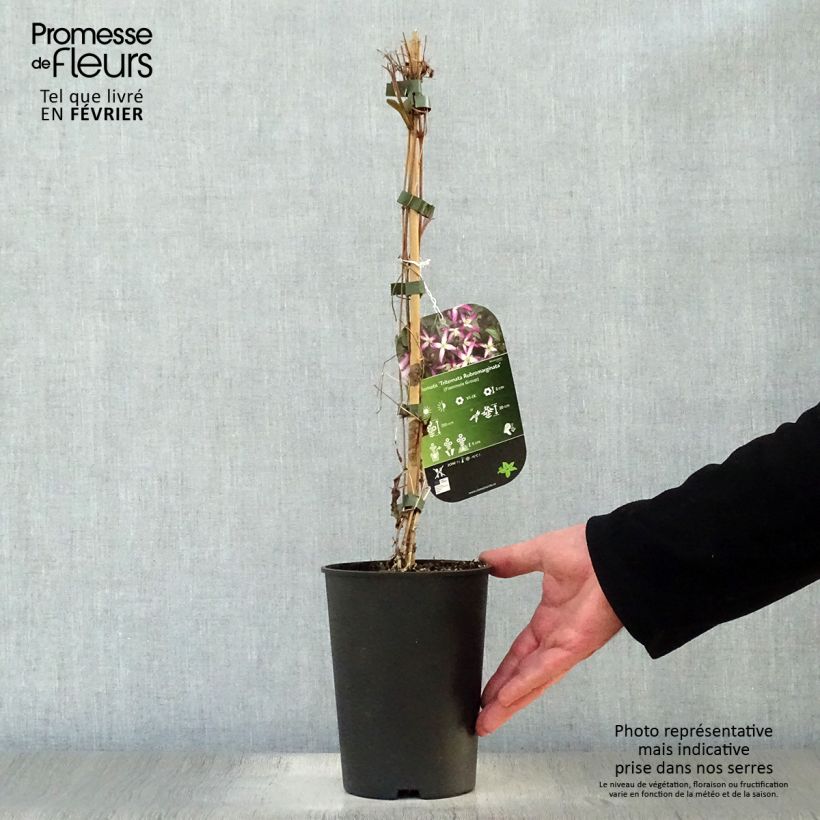 Clematis Rubromarginata - Clematide Vaso da 2L/3L esemplare consegnato in inverno