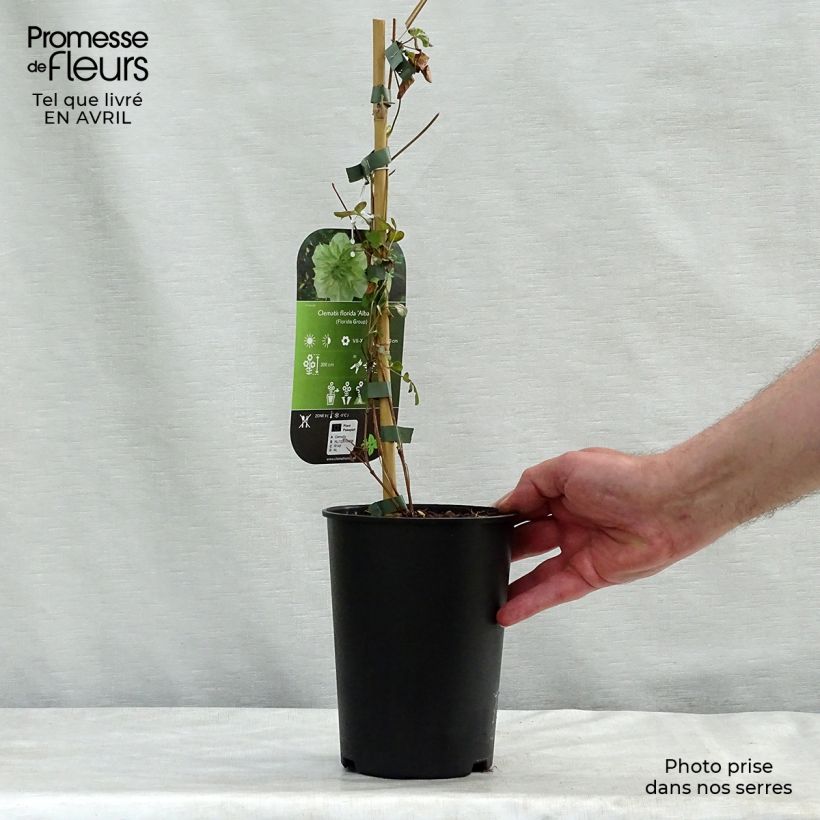 Clematis florida Alba Plena - Clematide Vaso da 2L/3L esemplare consegnato in primavera