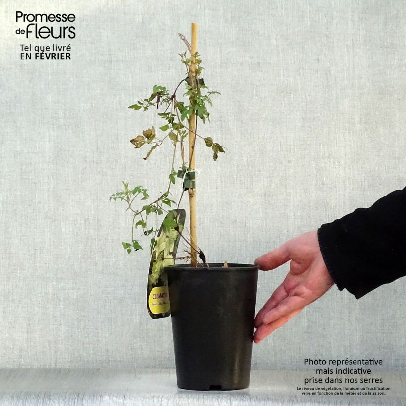 Clematis florida Alba Plena - Clematide Vaso da 2L/3L esemplare consegnato in inverno