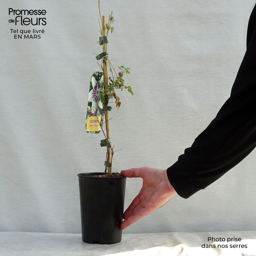 Clematis florida Sieboldii - Clematide Vaso da 2L/3L esemplare consegnato in primavera