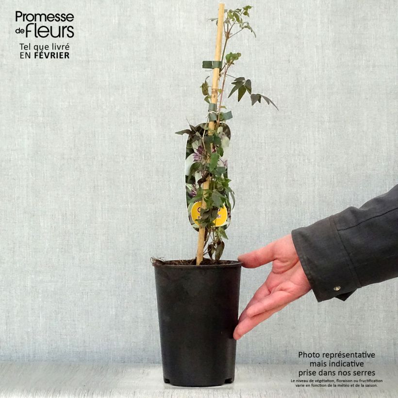 Clematis florida Sieboldii - Clematide Vaso da 2L/3L esemplare consegnato in inverno