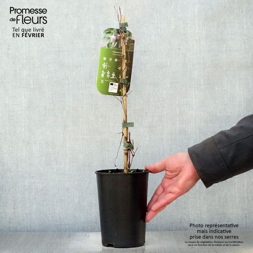 Clematis fusca - Clematide Vaso da 2L/3L esemplare consegnato in inverno