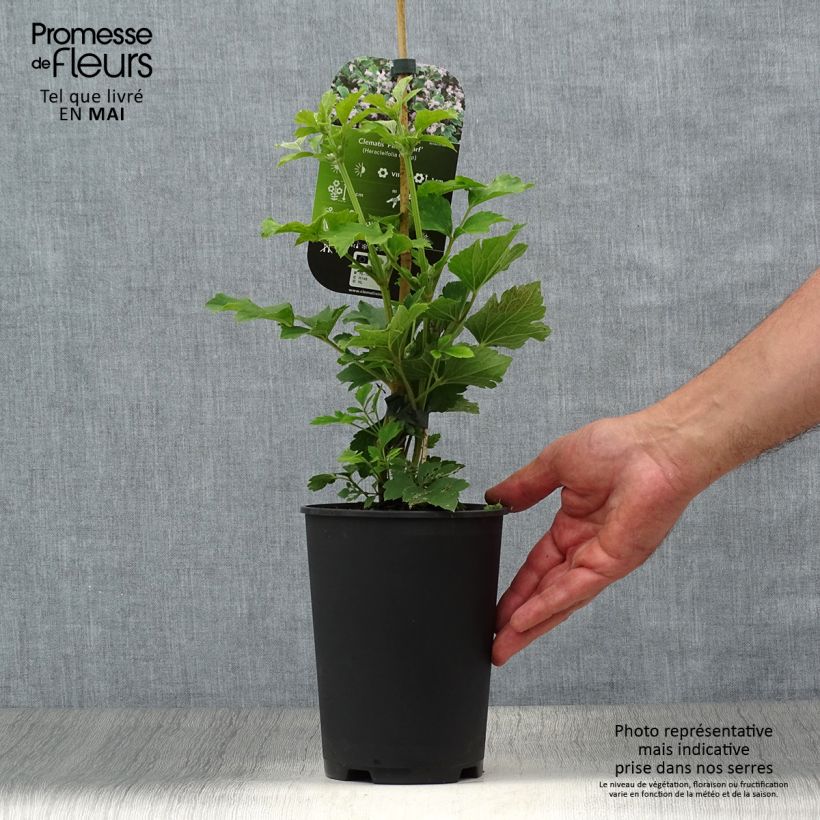 Clematis heracleifolia Pink Dwarf - Clematide Vaso da 2L/3L esemplare consegnato in primavera