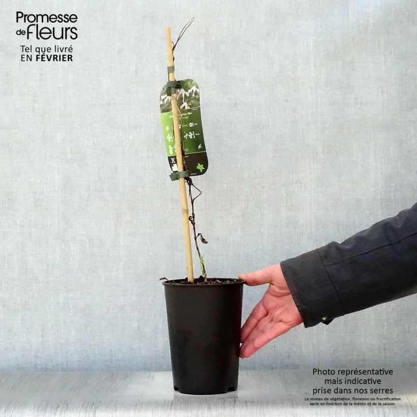 Clematis integrifolia Alba - Clematide Vaso da 2L/3L esemplare consegnato in inverno