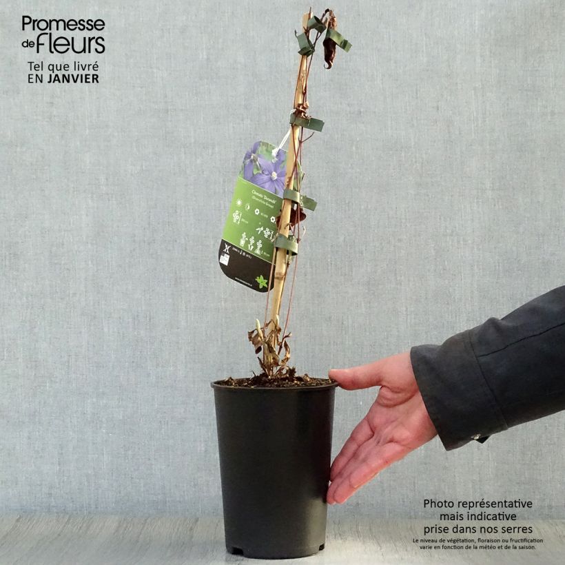 Clematis integrifolia Durandii - Clematide Vaso da 2L/3L esemplare consegnato in inverno