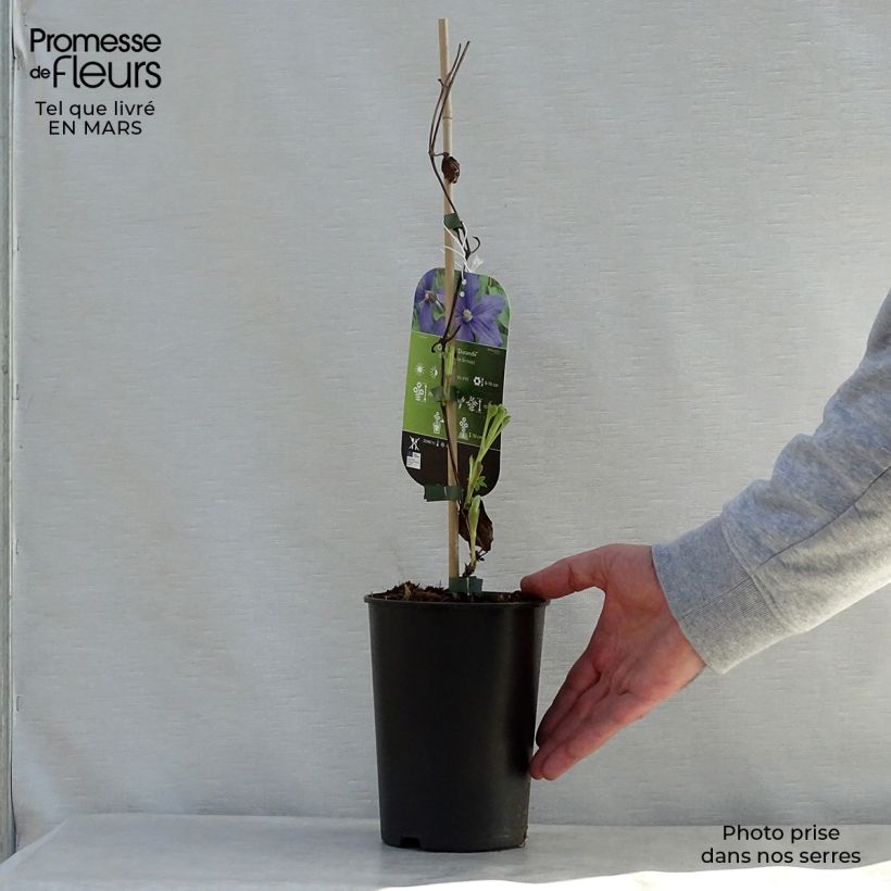 Clematis integrifolia Durandii - Clematide Vaso da 2L/3L esemplare consegnato in primavera