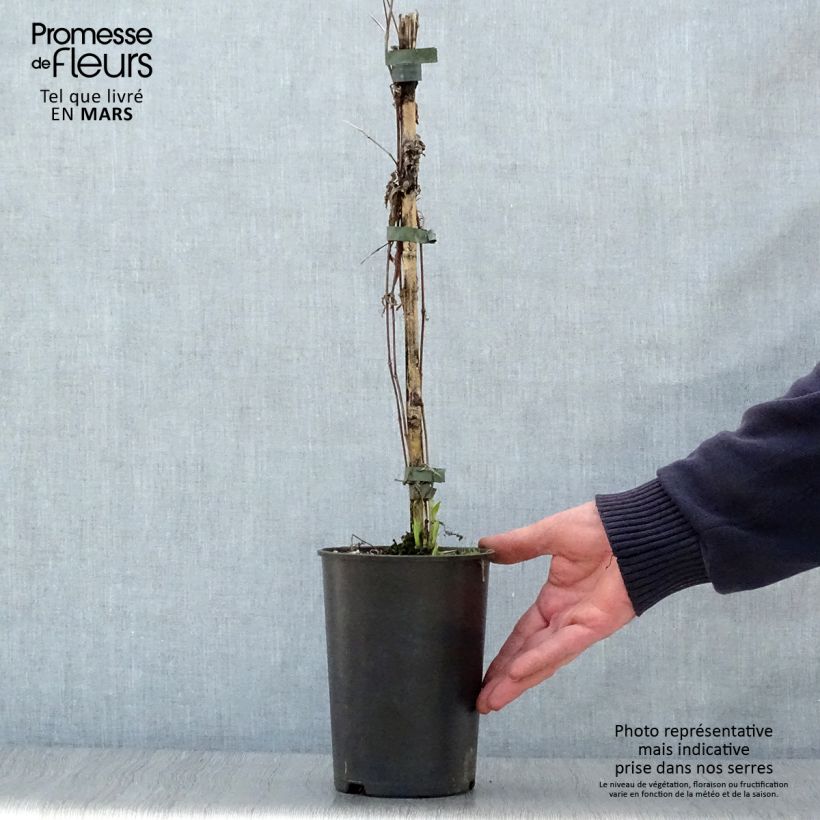 Clematis integrifolia Hakuree - Clematide Vaso da 2L/3L esemplare consegnato in primavera