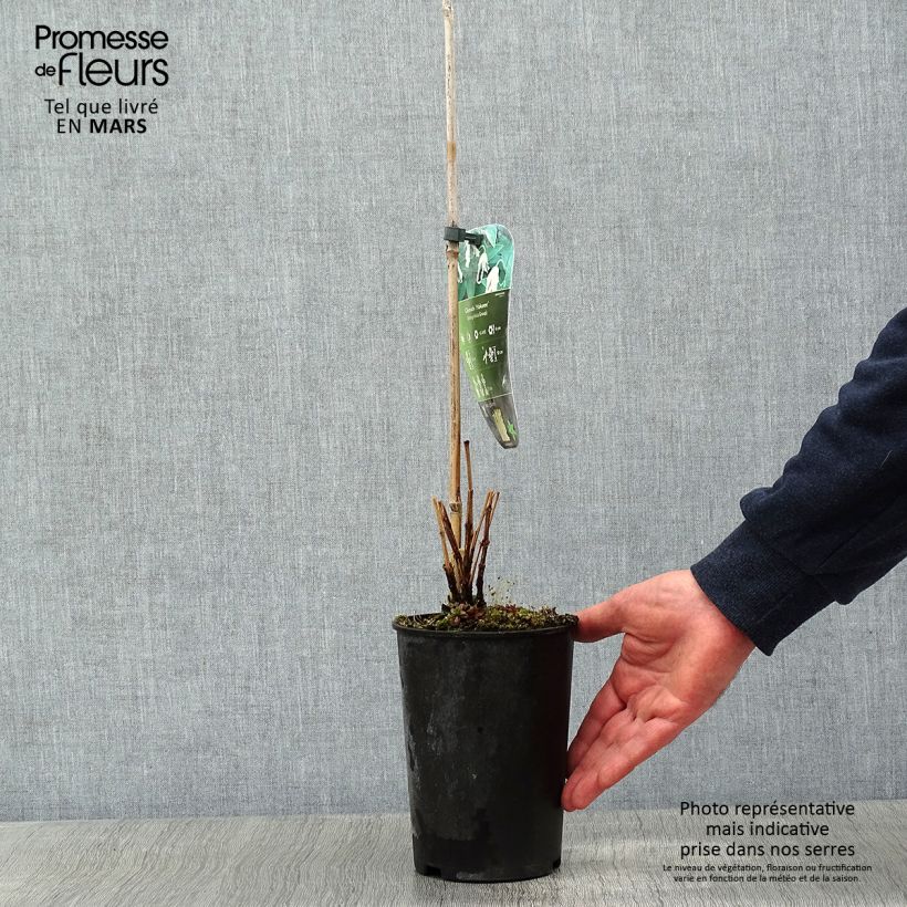 Clematis integrifolia Hakuree - Clematide Vaso da 2L/3L esemplare consegnato in inverno