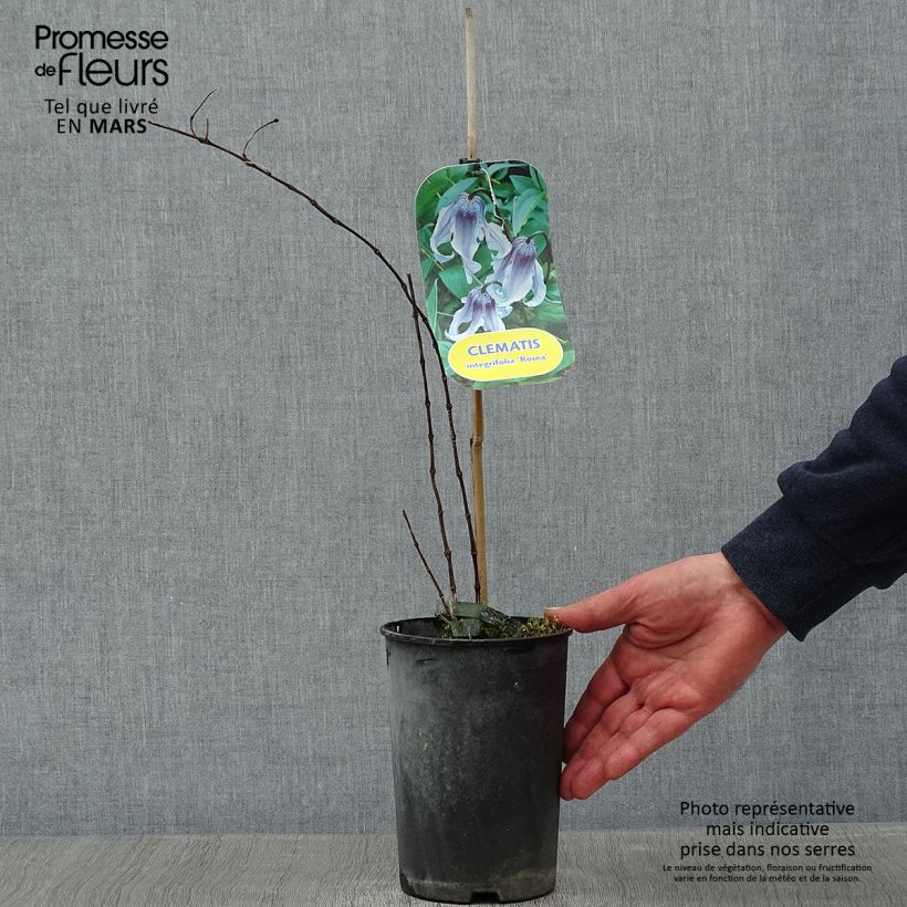 Clematis integrifolia Rosea - Clematide Vaso da 2L/3L esemplare consegnato in inverno