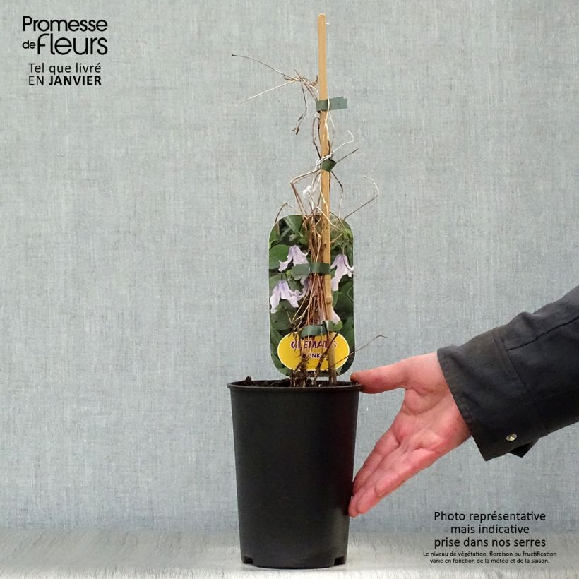Clematis integrifolia Twinkle - Clematide Vaso da 2L/3L esemplare consegnato in inverno