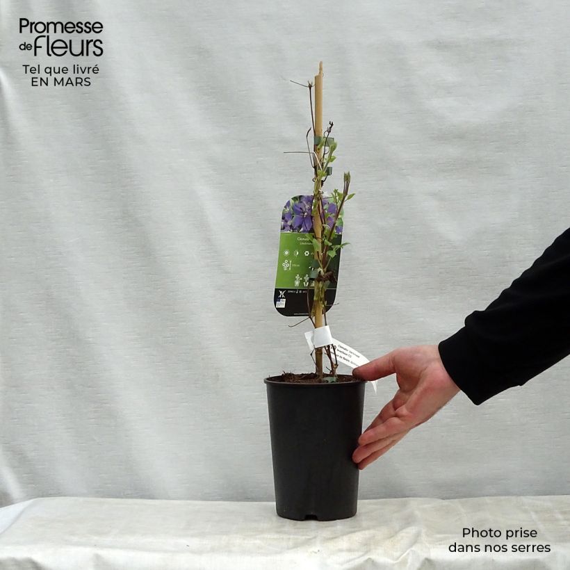 Clematis jackmanii - Clematide Vaso da 2L/3L esemplare consegnato in primavera