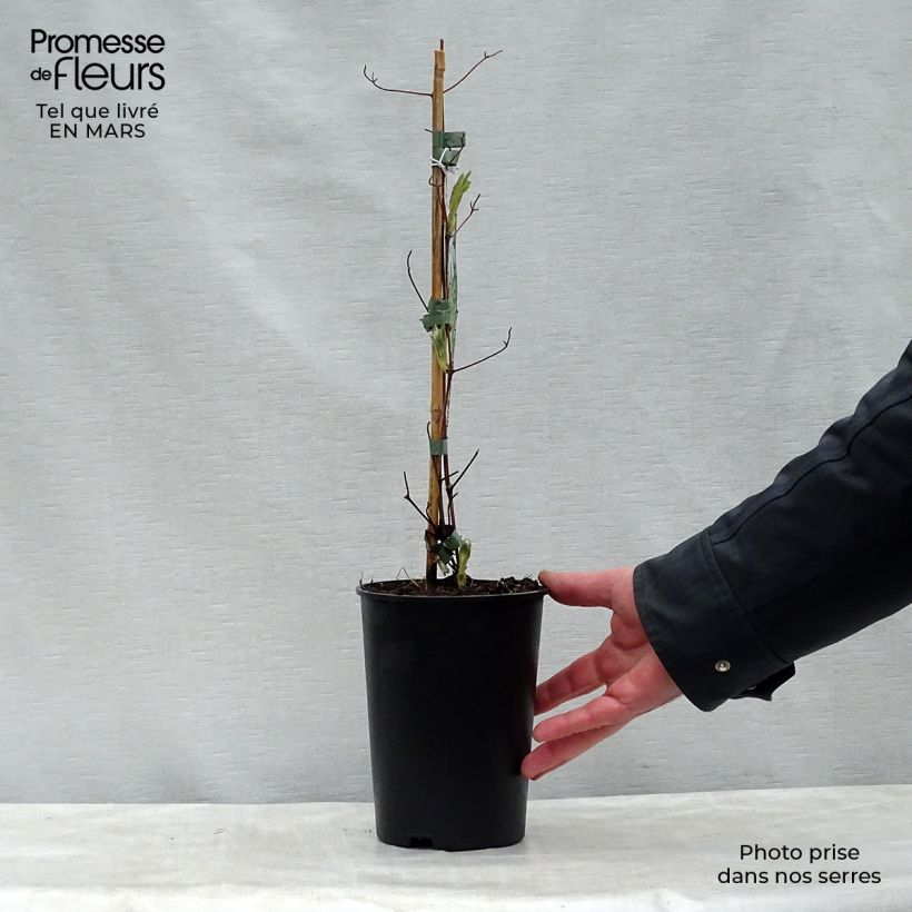 Clematis jackmanii Alba - Clematide Vaso da 2L/3L esemplare consegnato in primavera