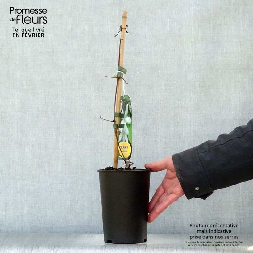 Clematis jackmanii Alba - Clematide Vaso da 2L/3L esemplare consegnato in inverno