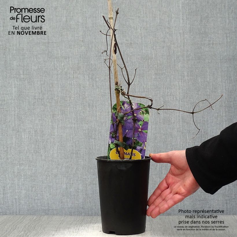 Esemplare di Clematis jackmanii - Clematide Vaso da 2L/3L come consegnato in autunno