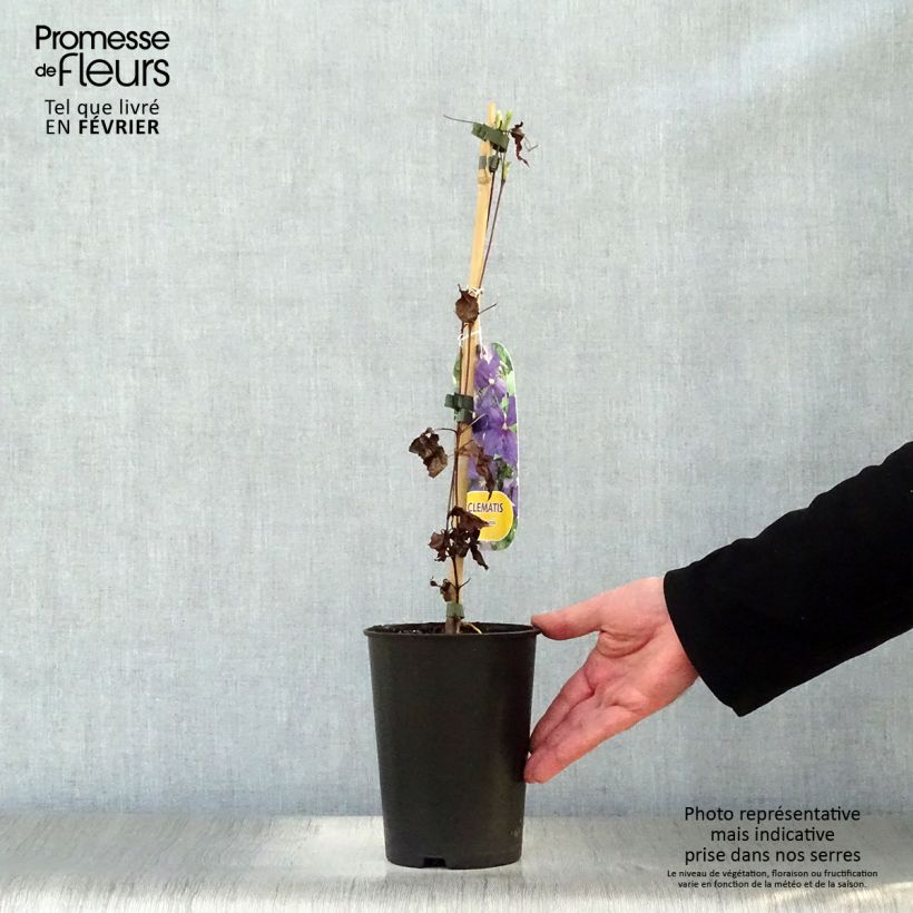 Clematis jackmanii - Clematide Vaso da 2L/3L esemplare consegnato in inverno