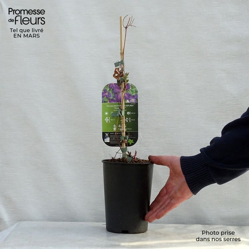 Clematis jackmanii Purpurea - Clematide Vaso da 2L/3L esemplare consegnato in primavera