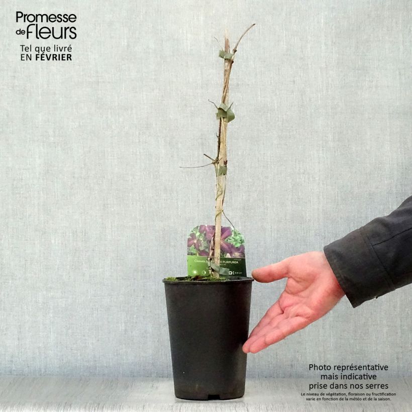 Clematis jackmanii Purpurea - Clematide Vaso da 2L/3L esemplare consegnato in inverno
