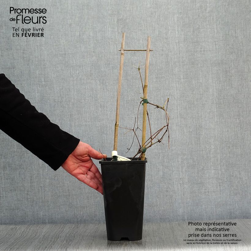 Clematis jackmanii Superba - Clematide Vaso da 2L/3L esemplare consegnato in inverno