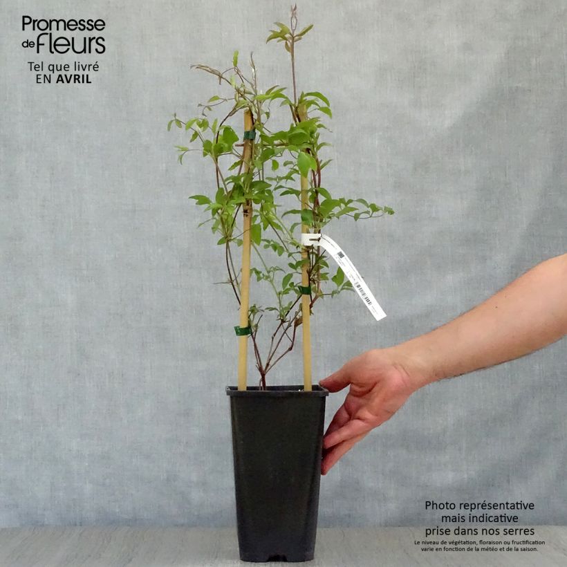 Clematis jackmanii Superba - Clematide Vaso da 2L/3L esemplare consegnato in primavera