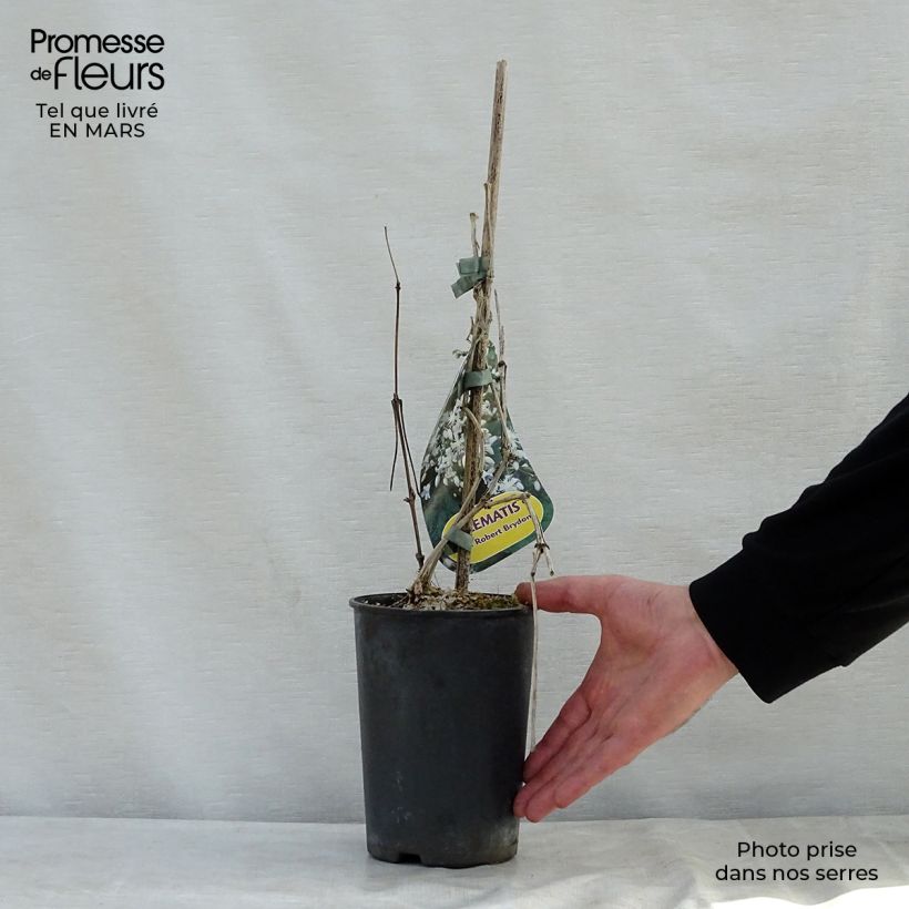 Clematis jouiniana Robert Brydon - Clematide Vaso da 2L/3L esemplare consegnato in primavera