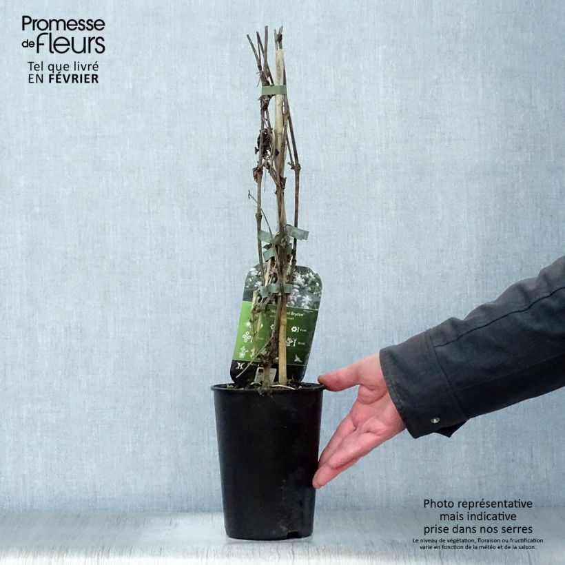 Clematis jouiniana Robert Brydon - Clematide Vaso da 2L/3L esemplare consegnato in inverno