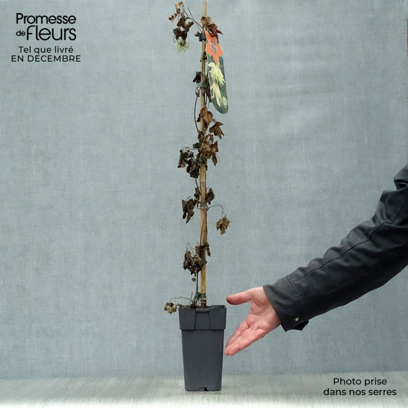 Clematis koreana Amber - Clematide Vaso da 2L/3L esemplare consegnato in inverno