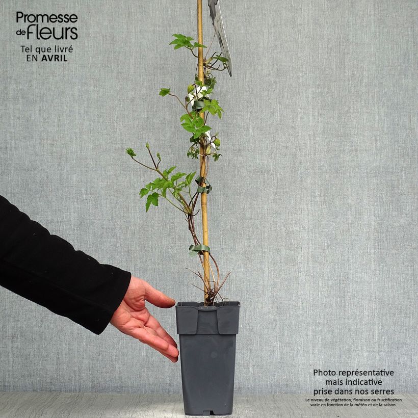 Clematis koreana Amber - Clematide Vaso da 2L/3L esemplare consegnato in primavera