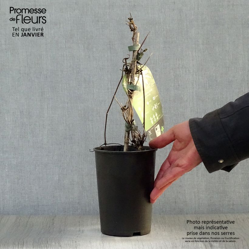 Clematis macropetala Broughton Bride - Clematide Vaso da 2L/3L esemplare consegnato in inverno