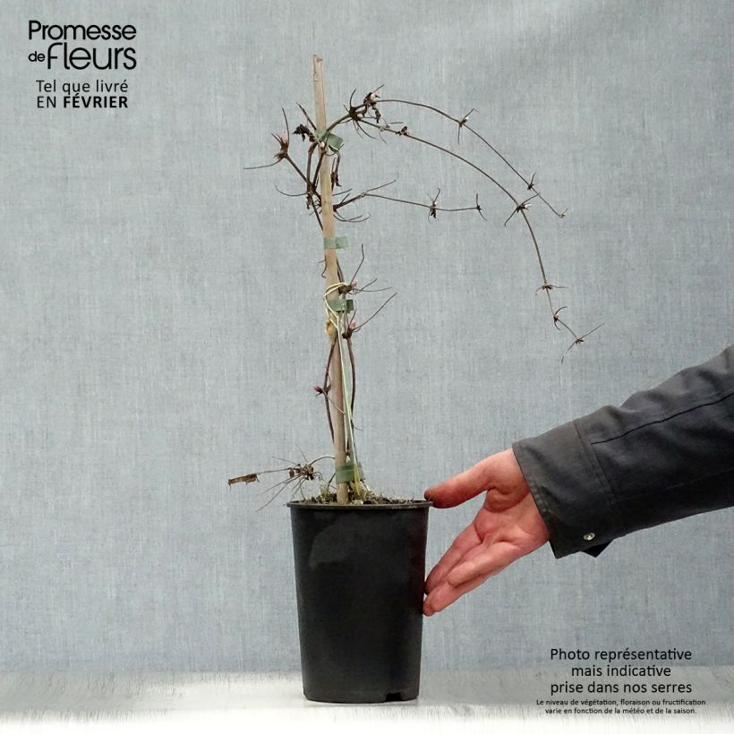 Clematis macropetala Markham's Pink - Clematide Vaso da 2L/3L esemplare consegnato in inverno