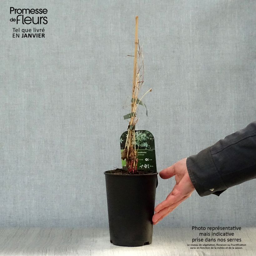 Clematis mandshurica Vaso da 2L/3L esemplare consegnato in inverno