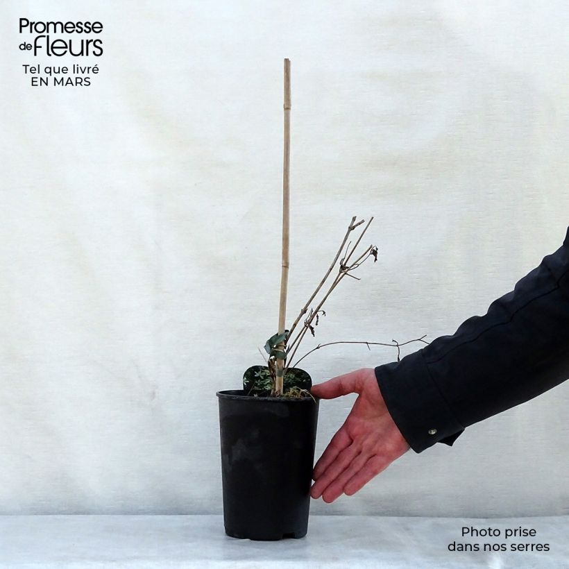 Clematis mandshurica Vaso da 2L/3L esemplare consegnato in primavera