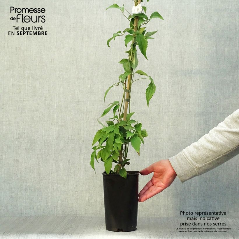 Esemplare di Clematis montana Broughton star - Clematide Vaso da 2L/3L come consegnato in autunno