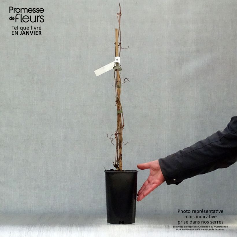Clematis montana Elizabeth - Clematide Vaso da 2L/3L esemplare consegnato in inverno