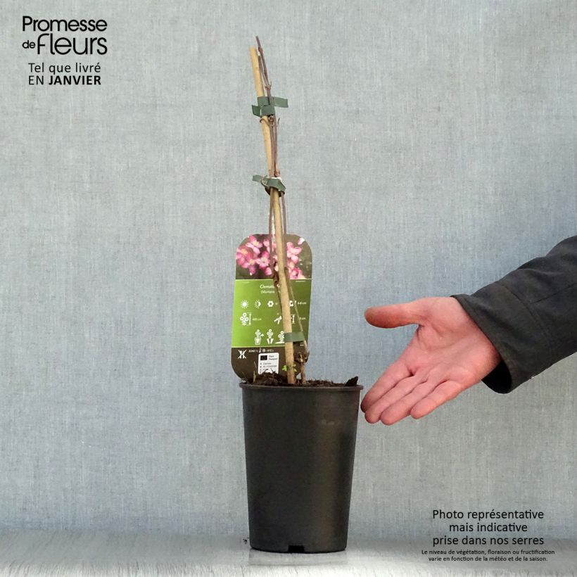 Clematis montana Freda - Clematide Vaso da 2L/3L esemplare consegnato in inverno