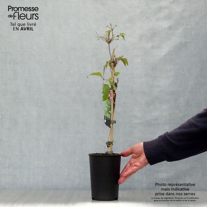 Clematis montana Freda - Clematide Vaso da 2L/3L esemplare consegnato in primavera