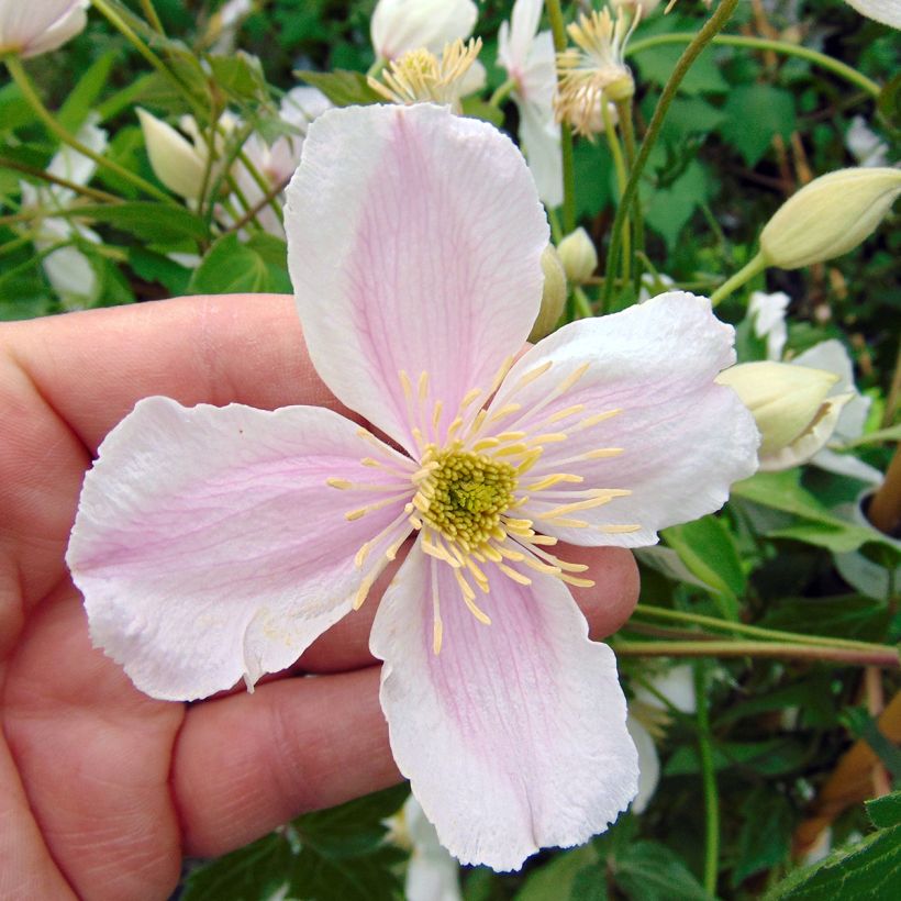 Clematis montana Giant Star - Clematide (Fioritura)