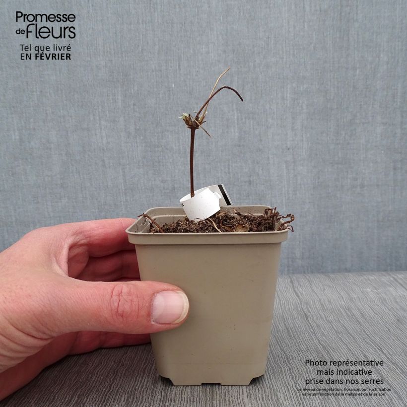 Clematis montana Grandiflora - Clematide Vasetto da 8/9 cm esemplare consegnato in inverno