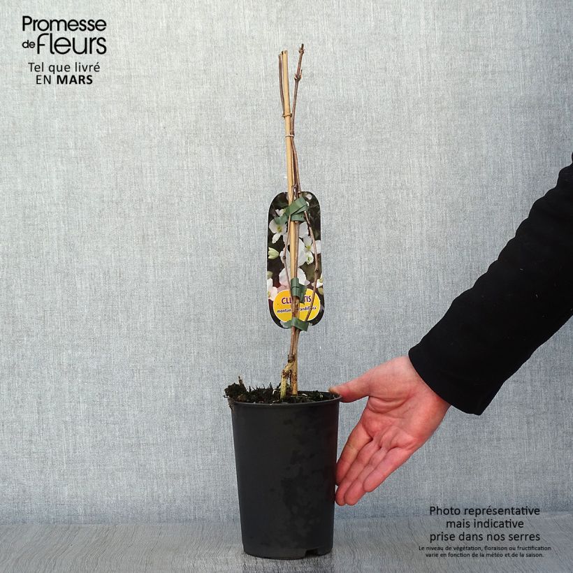 Clematis montana Grandiflora - Clematide Vaso da 1,5L/2L esemplare consegnato in inverno