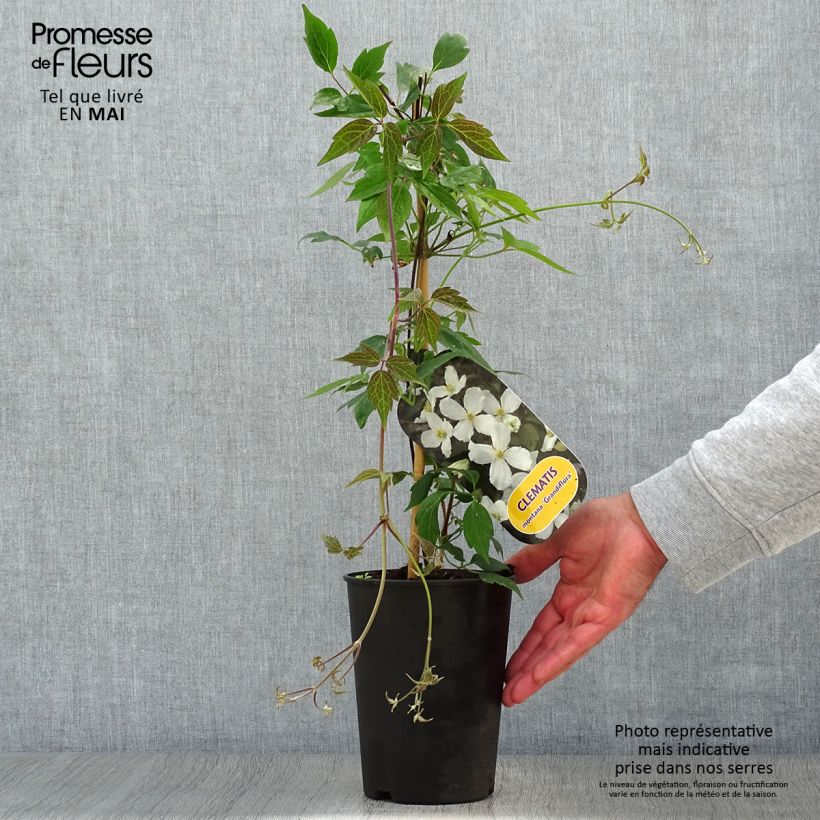 Clematis montana Grandiflora - Clematide Vaso da 1,5L/2L esemplare consegnato in primavera
