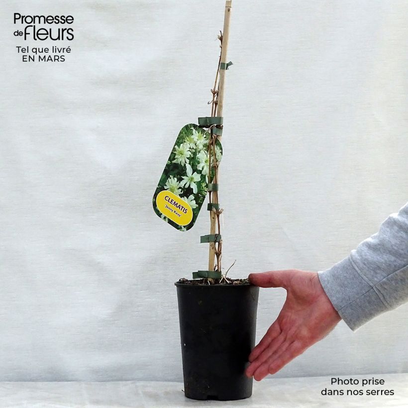 Clematis Jenny Keay - Clematide Vaso da 2L/3L esemplare consegnato in primavera