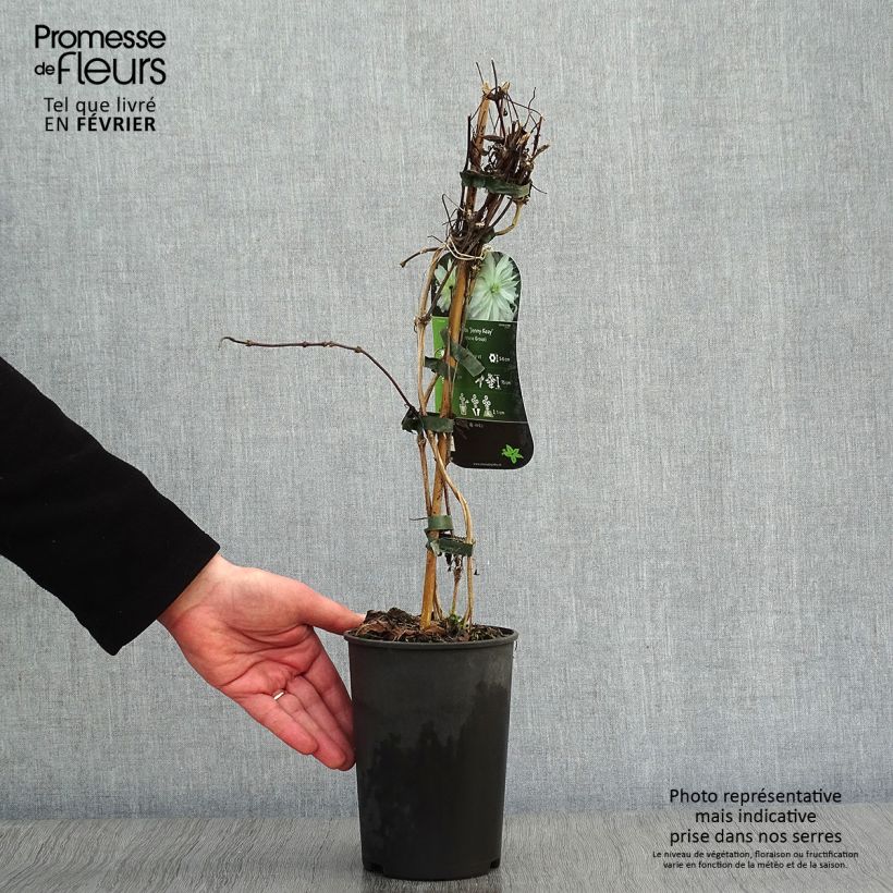 Clematis Jenny Keay - Clematide Vaso da 2L/3L esemplare consegnato in inverno