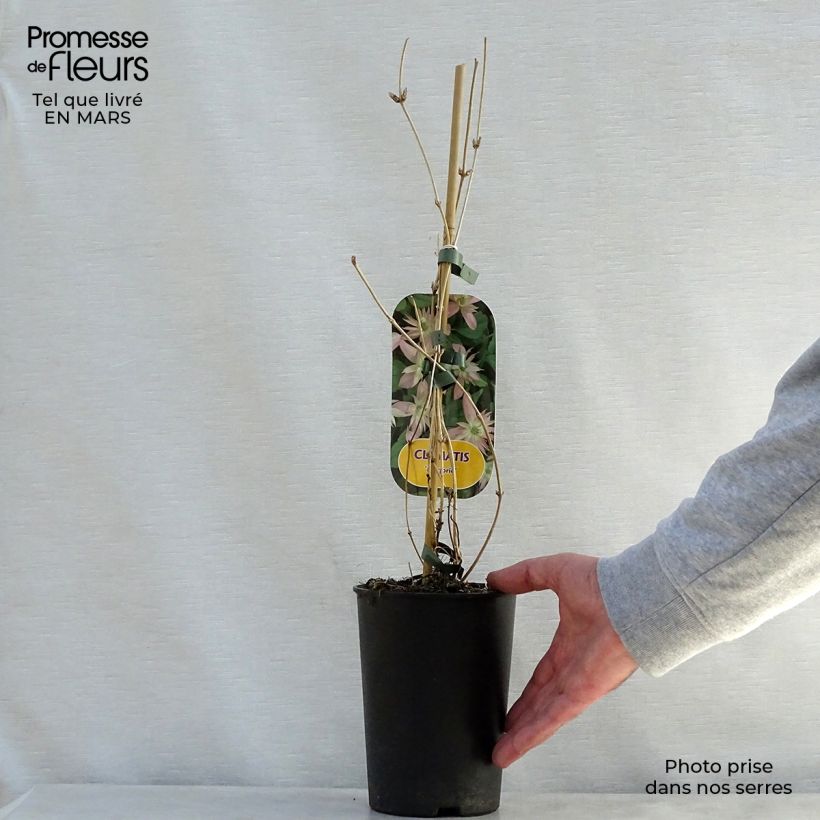 Clematis montana Marjorie - Clematide Vaso da 2L/3L esemplare consegnato in primavera