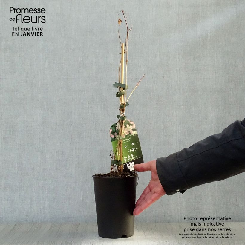 Clematis montana Marjorie - Clematide Vaso da 2L/3L esemplare consegnato in inverno