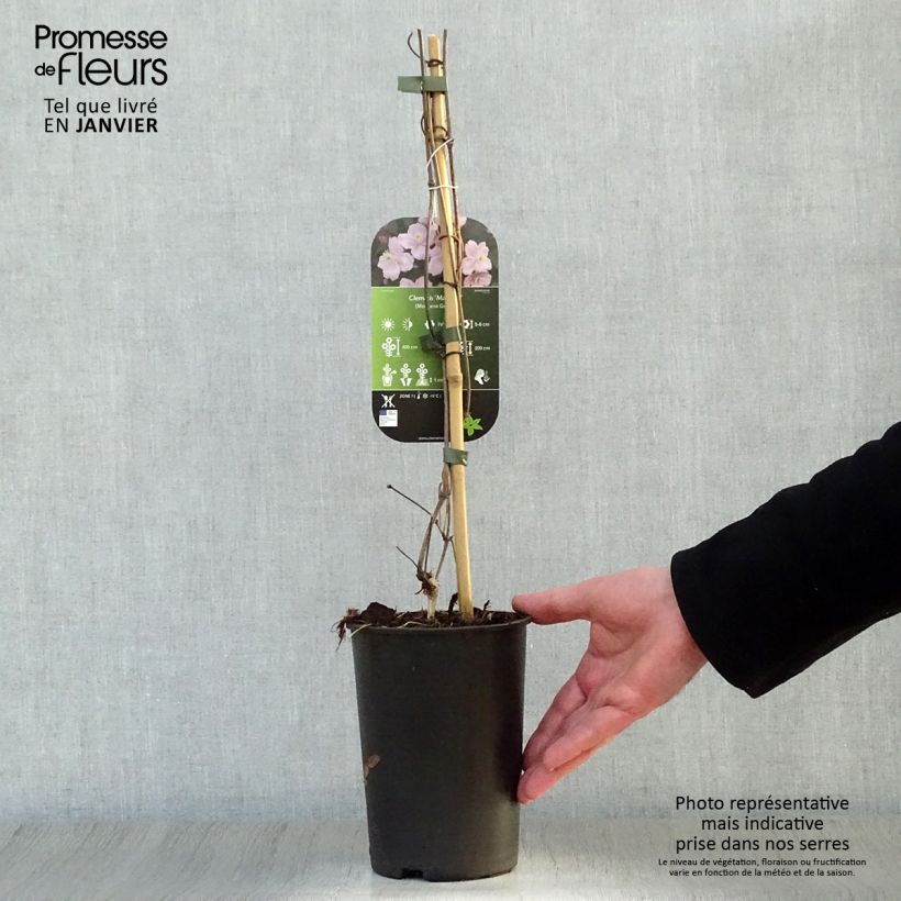 Clematis montana Mayleen - Clematide Vaso da 2L/3L esemplare consegnato in inverno
