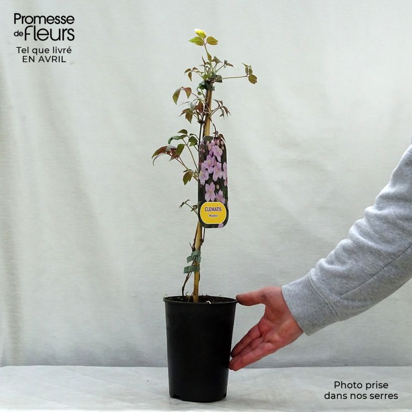 Clematis montana Mayleen - Clematide Vaso da 2L/3L esemplare consegnato in primavera