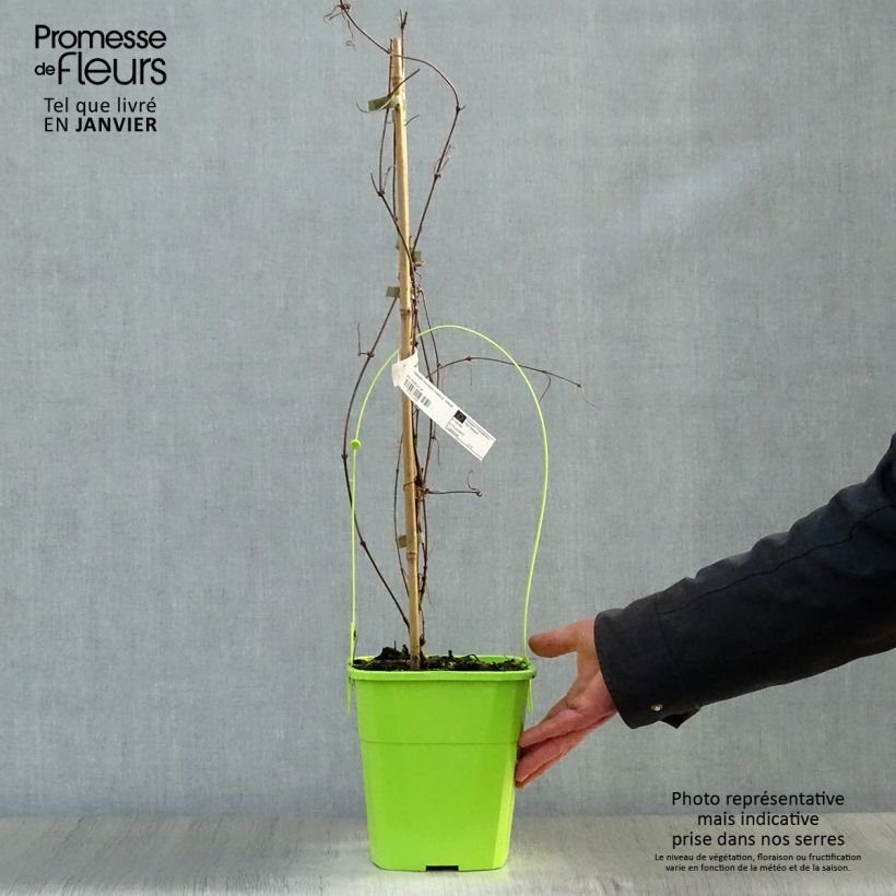 Clematis montana Rosebud - Clematide Vaso da 3L/4L esemplare consegnato in inverno